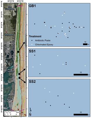 Optimizing Stony Coral Tissue Loss Disease (SCTLD) Intervention Treatments on Montastraea cavernosa in an Endemic Zone